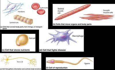 Examples of cell diversity in the human body