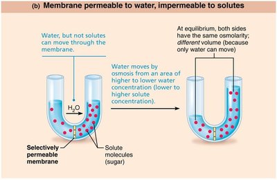 Membrane permeable to water, impermeable to solutes