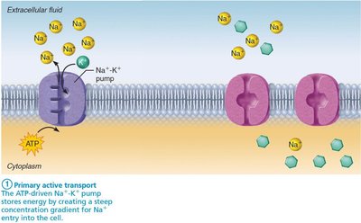Primary active transport: Na+-K+ pump