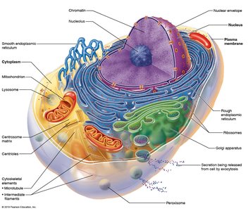 Generalized structure of a human cell