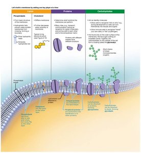 Diagram of the plasma membrane showing lipids, proteins, and carbohydrates