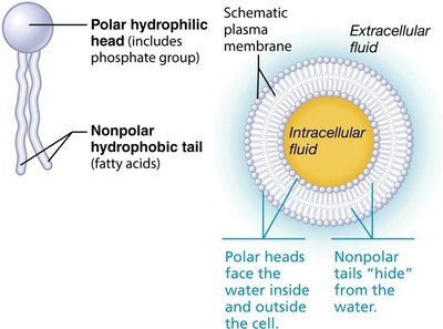 Phospholipid structure and arrangement in the membrane