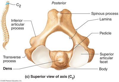 Axis (C2) superior view