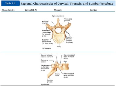 Table of regional characteristics of thoracic vertebrae