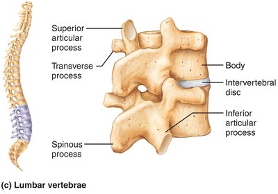 Lumbar vertebrae with labeled features