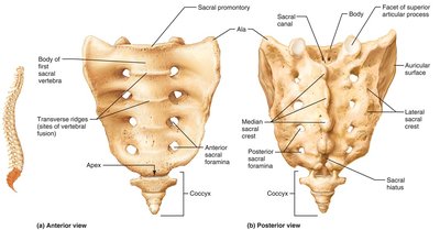 Anterior and posterior views of the sacrum and coccyx