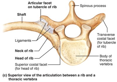 Superior view of the articulation between a rib and a thoracic vertebra