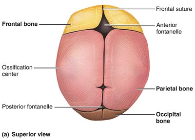 Lateral view of the skull of a newborn showing fontanelles