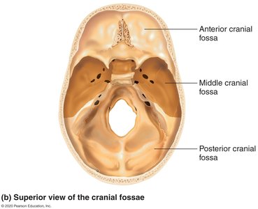 Lateral view of cranial fossae showing contained brain regions
