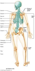 Posterior view of the human skeleton with labeled bones