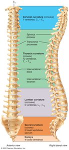 Regions and normal curvatures of the vertebral column