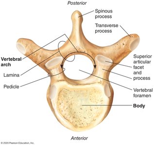 Labeled diagram of a typical vertebra