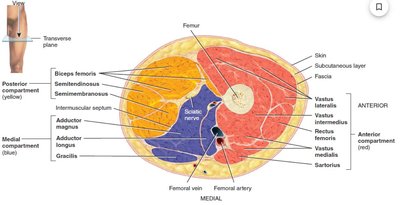 Transverse section of thigh showing muscle compartments and fascia