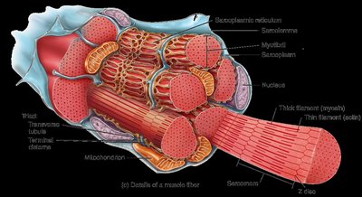 Microscopic anatomy of a skeletal muscle fiber