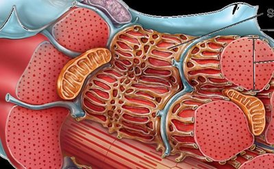 Diagram of myoblast fusion and satellite cell involvement in muscle repair