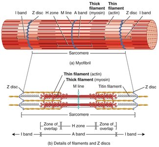 Diagram of sarcomere structure and arrangement of filaments