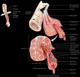 Anatomical diagram of skeletal muscle structure and connective tissue layers