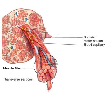 Diagram showing nerve and blood supply to muscle fibers