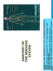 Diagram of CNS and PNS divisions