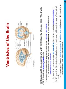 Brain ventricles