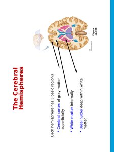 Regions of cerebral hemispheres