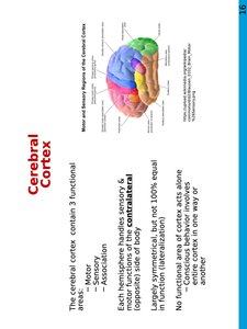 Functional areas of cerebral cortex