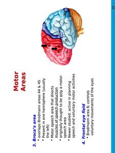 Broca's area and frontal eye field