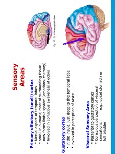 Olfactory, gustatory, and visceral sensory areas