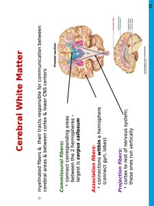 Cerebral white matter fibers