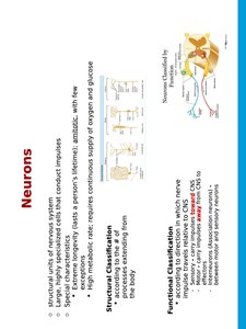 Neuron structure and classification