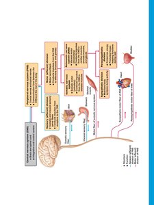 Detailed nervous system divisions and functions