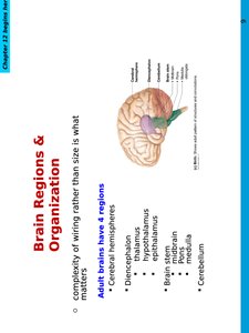Brain regions and organization