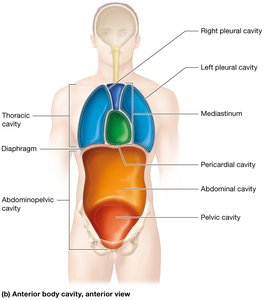 Anterior body cavity, anterior view