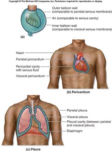 Peritoneum and abdominal organs