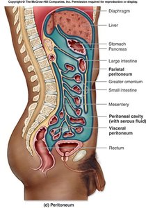 Nine abdominopelvic regions