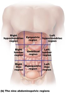 Positive feedback loop in blood clotting