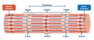 Diagram of a sarcomere showing Z disc, M line, A band, I band, H zone, actin and myosin filaments