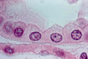 Simple cuboidal epithelium under microscope