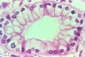 Simple columnar epithelium under microscope