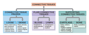 Classification of connective tissues