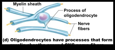 Oligodendrocyte forming myelin sheath