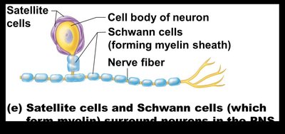 Satellite and Schwann cells in the PNS