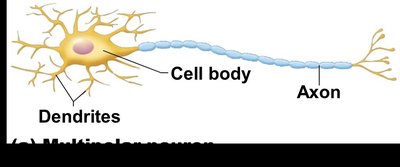 Multipolar neuron