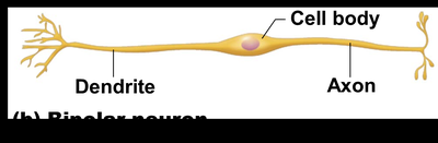 Bipolar neuron
