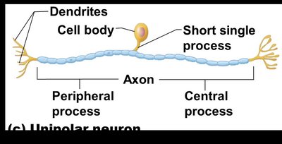 Unipolar neuron