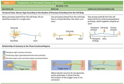 Table comparing structural classes of neurons