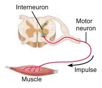 Diagram of interneuron and motor neuron