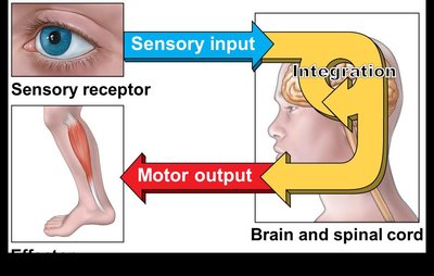 Diagram of sensory input, integration, and motor output