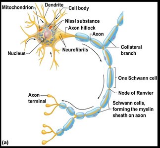 Diagram of sensory neuron