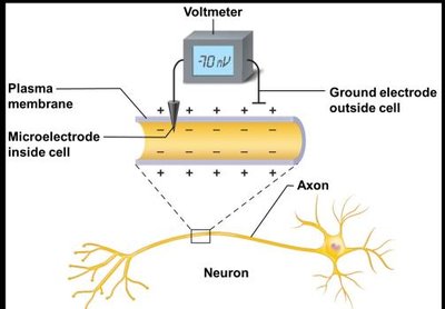 Resting membrane potential diagram